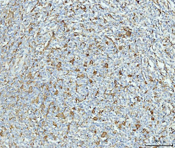 Grp75 Antibody (monoclonal, 4I9)