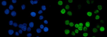 MCM6 Antibody (monoclonal, 3I4C8)