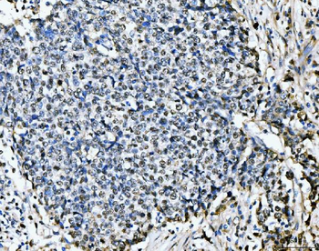 MCM6 Antibody (monoclonal, 3I4C8)
