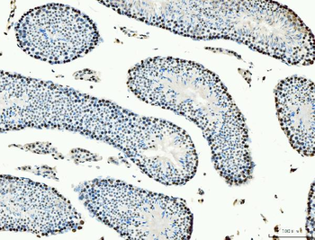 MCM6 Antibody (monoclonal, 3I4C8)