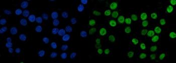 MCM6 Antibody (monoclonal, 3F13C4)