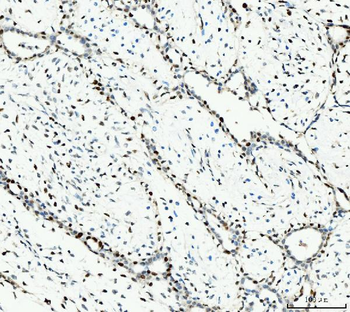 MCM6 Antibody (monoclonal, 3F13C4)