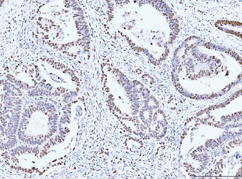 MCM6 Antibody (monoclonal, 3F13C4)