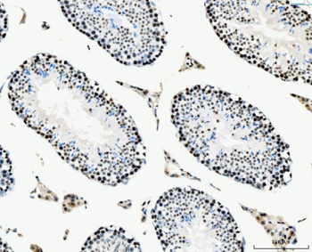 MCM6 Antibody (monoclonal, 3F13C4)