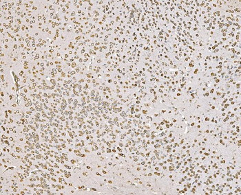 SND1 Mouse Monoclonal Antibody