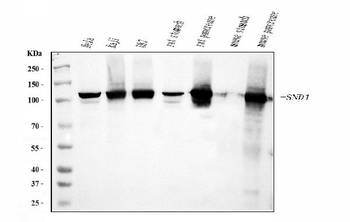 SND1 Antibody (monoclonal, 6G3B4)