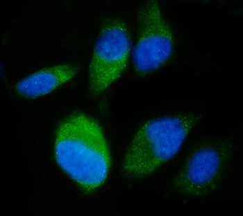 SND1 Antibody (monoclonal, 6G3B4)