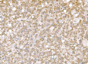 SND1 Antibody (monoclonal, 6G3B4)
