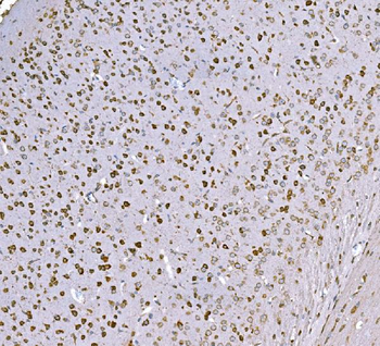 SND1 Antibody (monoclonal, 6G3B4)