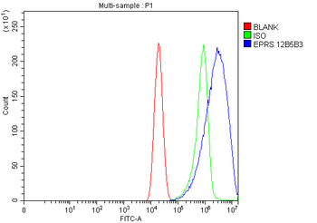 EPRS1/PARS Mouse Monoclonal Antibody