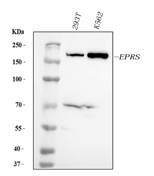 EPRS1/PARS Mouse Monoclonal Antibody