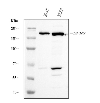EPRS1/PARS Mouse Monoclonal Antibody