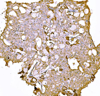 Prothrombin Antibody (monoclonal, 4G13G9)