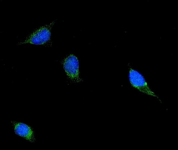 Filamin B/FLNB Antibody (monoclonal, 11E2D2)