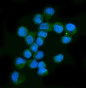 Neurofibromin/NF1 Antibody (monoclonal, 4F8B7)