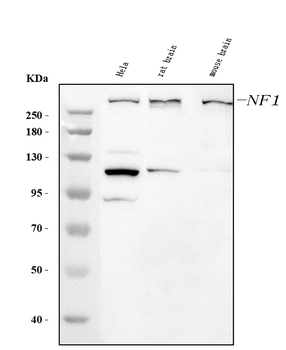 Neurofibromin/NF1 Antibody (monoclonal, 4F8B7)