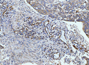 CD93 Antibody