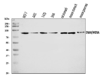 ENAH/MENA Rabbit Polyclonal Antibody