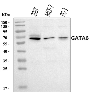 GATA6 Rabbit Polyclonal Antibody