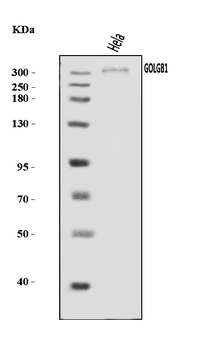 Giantin/GOLGB1 Antibody
