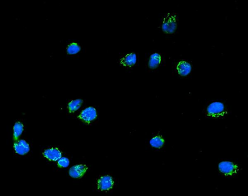 Giantin/GOLGB1 Antibody