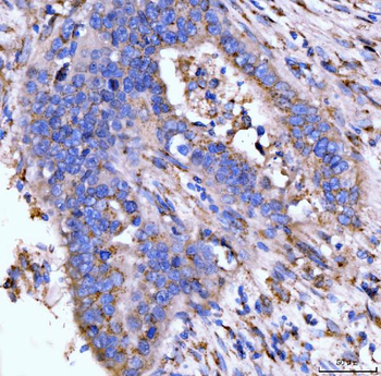 Giantin/GOLGB1 Antibody
