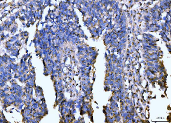 Giantin/GOLGB1 Antibody