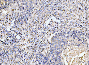 Giantin/GOLGB1 Antibody