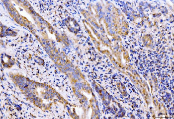 Giantin/GOLGB1 Antibody