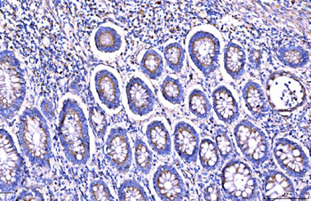 Giantin/GOLGB1 Antibody