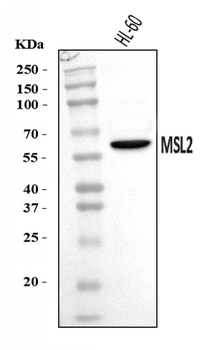 MSL2 Rabbit Polyclonal Antibody