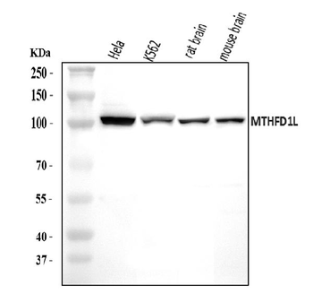 MTHFD1L Rabbit Polyclonal Antibody
