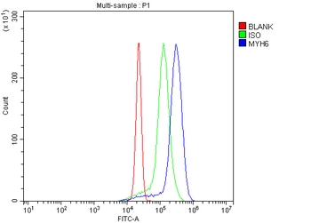 MYH6 Antibody