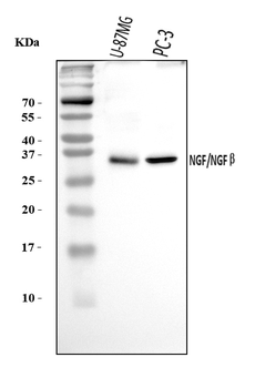NGF Rabbit Polyclonal Antibody