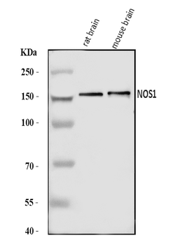 nNOS/NOS1 Rabbit Polyclonal Antibody