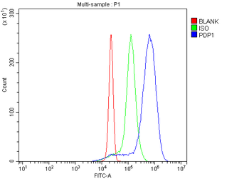 PDP1/PDP Rabbit Polyclonal Antibody