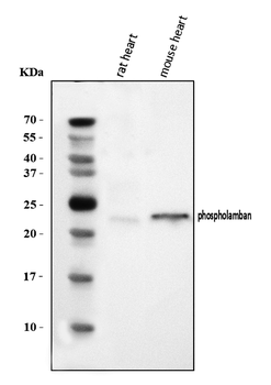 Phospholamban/PLN Antibody