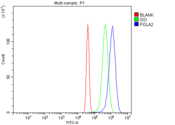 POLA2 Rabbit Polyclonal Antibody