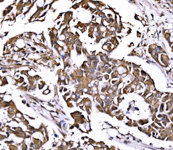 PSMD8 Antibody