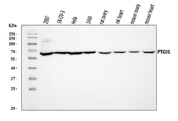 PTGIS/PGIS Antibody