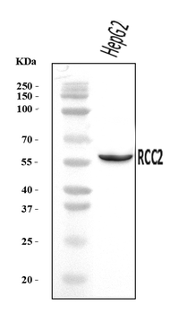 RCC2 Rabbit Polyclonal Antibody