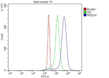 RPS2 Rabbit Polyclonal Antibody