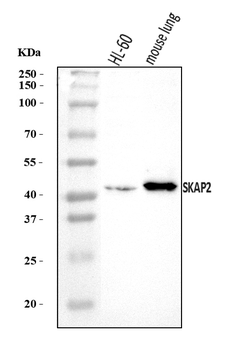 SKAP2 Antibody