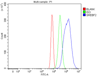 SREBP2/SREBF2 Antibody