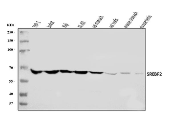 SREBP2/SREBF2 Antibody