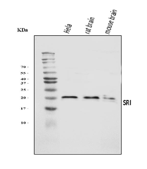 SRI Rabbit Polyclonal Antibody