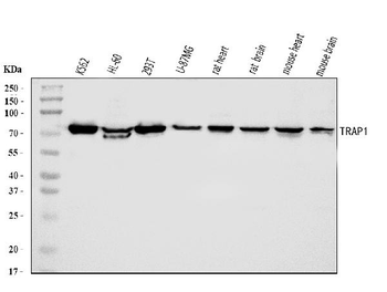 TRAP1 Antibody