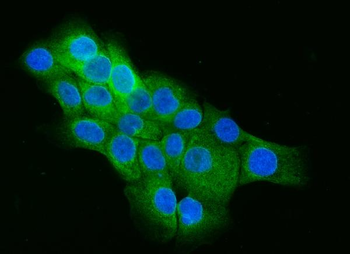 Cip4/TRIP10 Antibody