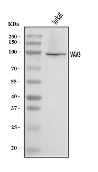 VAV3 Rabbit Polyclonal Antibody