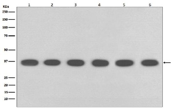 GAPDH Mouse Monoclonal Antibody